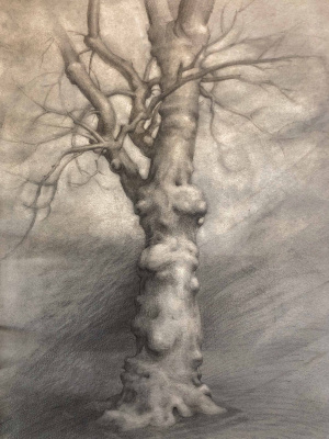 Madeleine Shaw, Intermediate program, Plane tree along Piazza Beccaria done in quarantine, graphite on hand toned paper