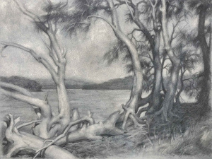 Madeleine Shaw, Intermediate program, Tangle of Casuarinas in Dawn Light, done in quarantine, graphite on hand toned paper