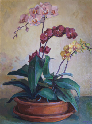 Mitchell Price Orchids Mitchell Price Orchids