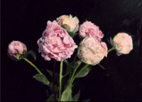 "Pink Peonies", Oil on panel, 9 x 12 in. Rachel Personett, Pink Peonies, Oil on panel, 9 x 12 inches